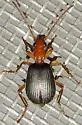 Brachinus geniculatus - photo 2