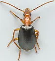Brachinus geniculatus - photo 3