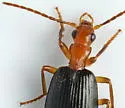 Brachinus geniculatus - photo 4