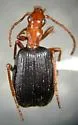 Brachinus geniculatus - photo 5
