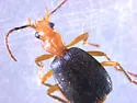 Brachinus imporcitis