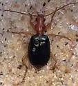 Brachinus janthinipennis - photo 2