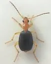 Brachinus janthinipennis - photo 3