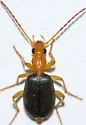 Brachinus janthinipennis - photo 4