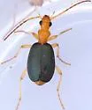 Brachinus janthinipennis - photo 5