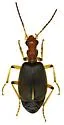 Brachinus lateralis - photo 2