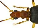Brachinus lateralis - photo 3