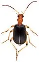 Brachinus lateralis - photo 4