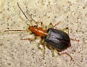 Brachinus lateralis - photo 5