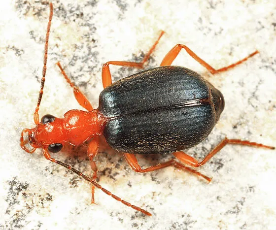Brachinus medius - photo 2