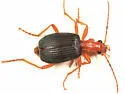 Brachinus mexicanus - Brachinus mexicanus