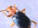 Brachinus mexicanus - photo 2