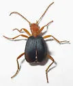Brachinus mexicanus - photo 3