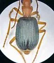 Brachinus mexicanus - photo 4