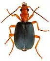 Brachinus mexicanus - photo 5