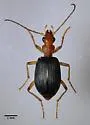 Brachinus pallidus