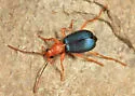 Brachinus patruelis - Brachinus patruelis