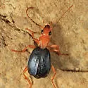 Brachinus patruelis - photo 2