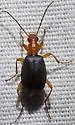 Brachinus phaeocerus - Brachinus phaeocerus