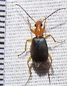 Brachinus phaeocerus - photo 2