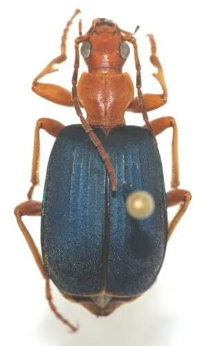 Square-winged Bombardier Beetle - photo 2