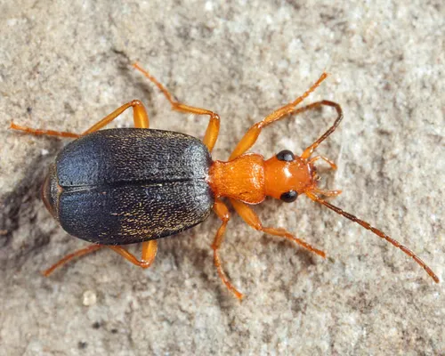 Brachinus rugipennis - photo 2