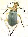 Brachinus sublaevis - Brachinus sublaevis