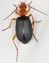 Brachinus tenuicollis