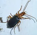 Brachinus tenuicollis - photo 2