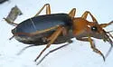Brachinus tenuicollis - photo 3