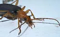 Brachinus tenuicollis - photo 4