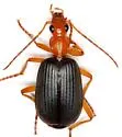 Brachinus tenuicollis - photo 5