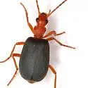 Brachinus texanus - photo 2