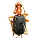 Brachinus texanus - photo 3