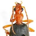 Brachinus texanus - photo 4