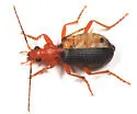 Brachinus vulcanoides - photo 2