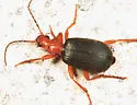 Brachinus vulcanoides - photo 3