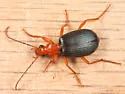 Brachinus vulcanoides - photo 4