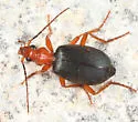 Brachinus vulcanoides - photo 5