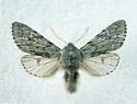 Brachionycha borealis - Hodges#10011 - Brachionycha borealis