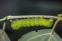 Brachionycha borealis - Hodges#10011 - photo 2