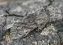 Brachionycha borealis - Hodges#10011 - photo 3