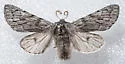 Brachionycha borealis - Hodges#10011 - photo 4