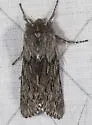 Brachionycha borealis - Hodges#10011 - photo 5