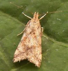 Brachmia blandella