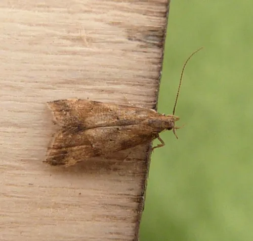 Brachmia blandella - photo 2