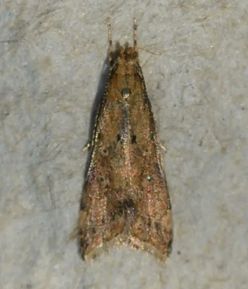 Brachmia blandella - photo 3