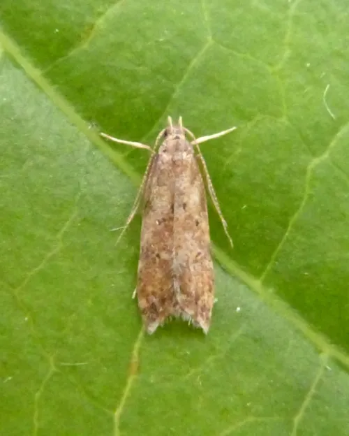 Brachmia blandella - photo 4