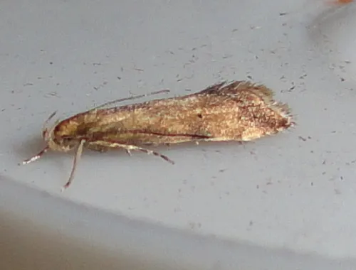 Brachmia blandella - photo 5