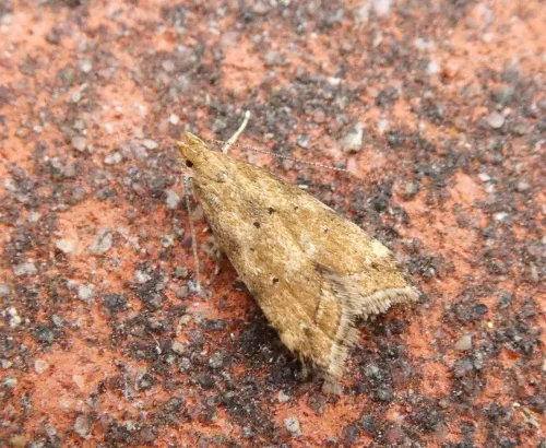 Brachmia blandella - photo 6
